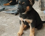 Собаки в Краснодаре: Немецкая Овчарка Мальчик, 10 000 руб. - фото 1