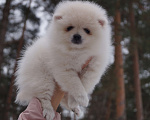 Собаки в Москве: Белая девочка померанского шпица Девочка, 35 000 руб. - фото 2