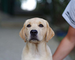 Собаки в Судаке: Палевый щенок лабрадора Девочка, 50 000 руб. - фото 3
