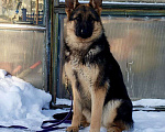 Собаки в Иркутске: Подрощенная девочка немецкой овчарки  Девочка, 25 000 руб. - фото 2