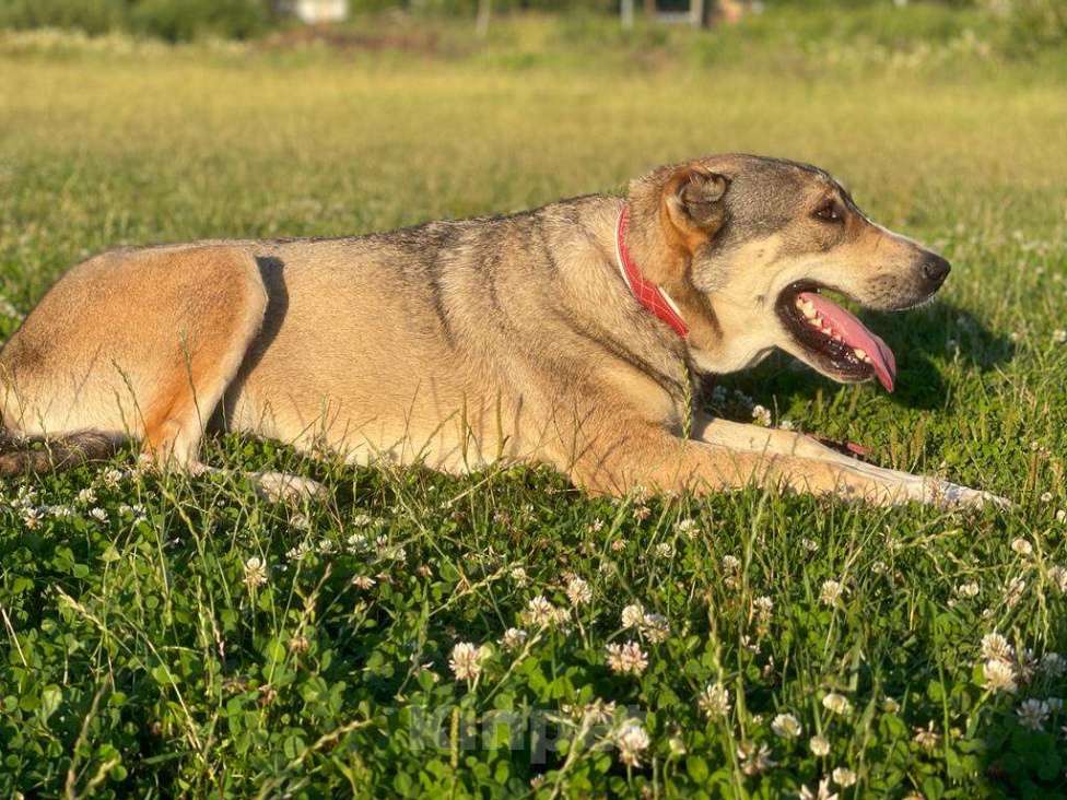 Собаки в Владимире: Алабай в добрые руки Девочка, Бесплатно - фото 6
