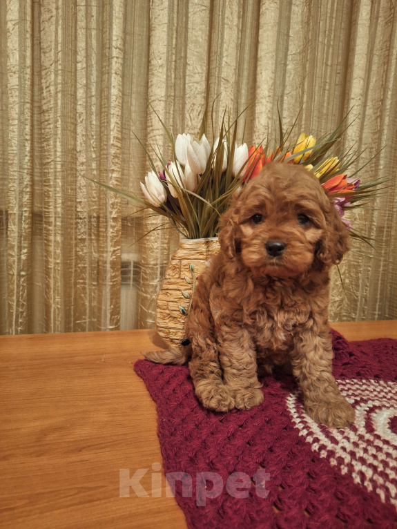 Собаки в Москве: Кокапу щенок мальчик Мальчик, 45 000 руб. - фото 7