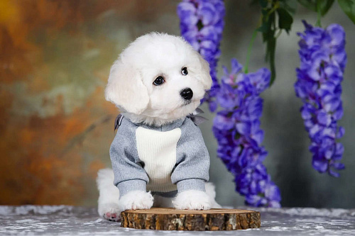 Бишон фризе.