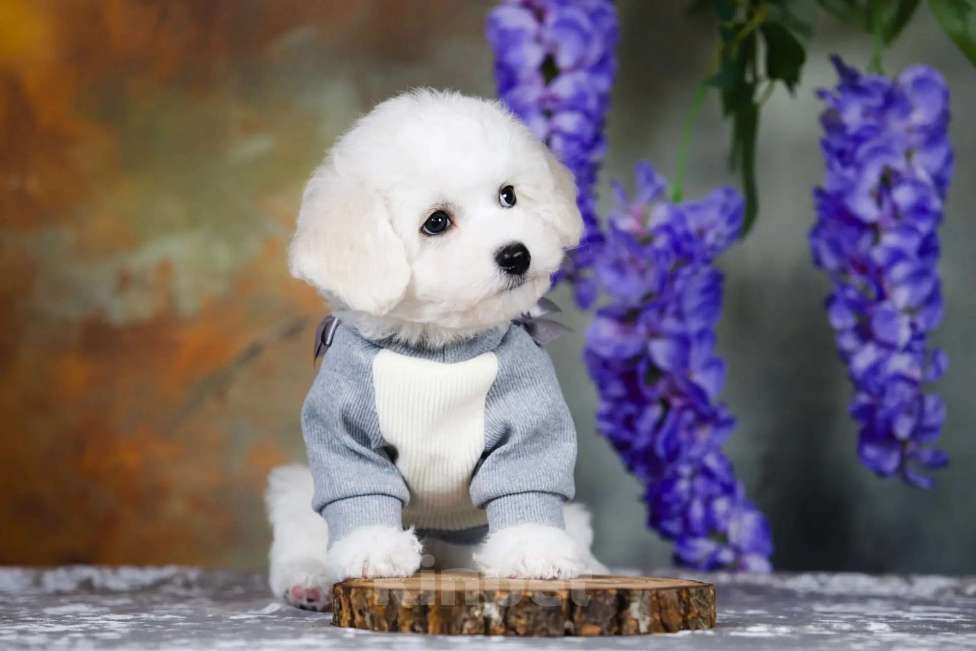 Собаки в Новосибирске: Бишон фризе. Мальчик, 110 000 руб. - фото 1