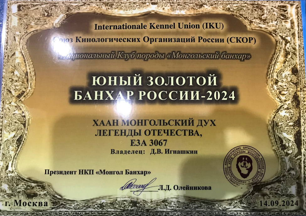 Собаки в других городах Московской области: Щенки монгольская овчарка банхар Разнополые, 60 000 руб. - фото 9
