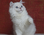 Кошки в Челябинске: Котик хайленд страйт с синими глазами. Мальчик, 25 000 руб. - фото 6