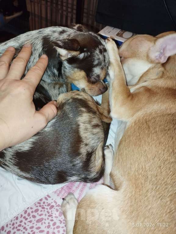 Собаки в Клине: Пиксель Мальчик, 25 000 руб. - фото 2