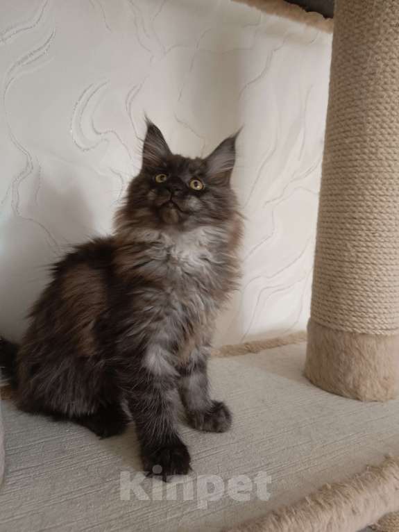 Кошки в Воронеже: Котенок мейн-кун Девочка, 35 000 руб. - фото 2