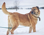 Собаки в Наро-Фоминске: Панчо: для тех, кто любит размах, размер и рыжих Мальчик, Бесплатно - фото 3