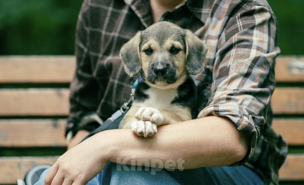 Собаки в Москве: 🐶 Рокки в поисках своих МамПап! 🐶 Мальчик, Бесплатно - фото 4