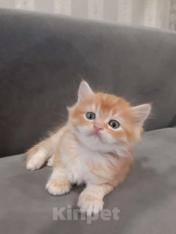 Кошки в Санкт-Петербурге: Шотландские вислоухие и прямоухие котята Девочка, 8 000 руб. - фото 7