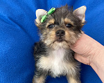 Собаки в Москве: Мерле йорк мальчик стандарт игривый Мальчик, 50 000 руб. - фото 2
