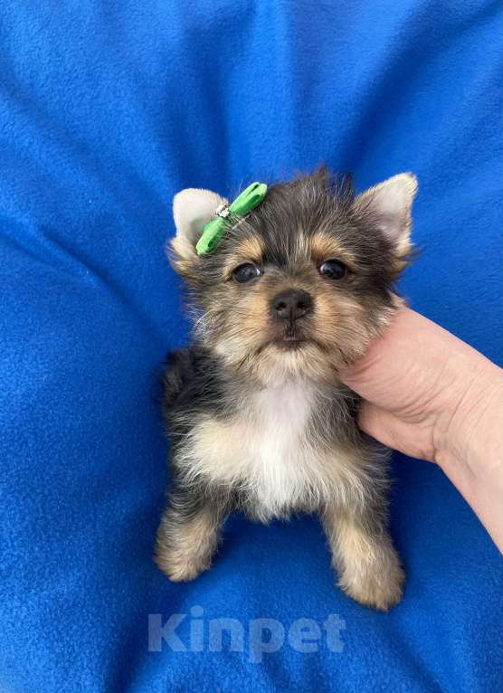 Собаки в Москве: Мерле йорк мальчик стандарт игривый Мальчик, 50 000 руб. - фото 2