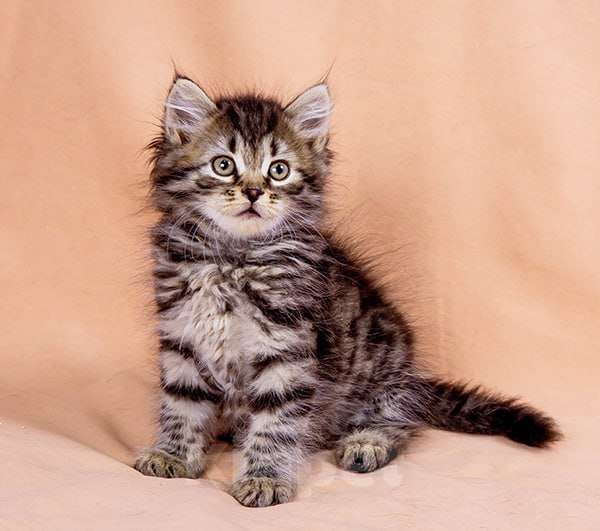 Кошки в Москве: Сибирский котенок Бантик Мальчик, 60 000 руб. - фото 3