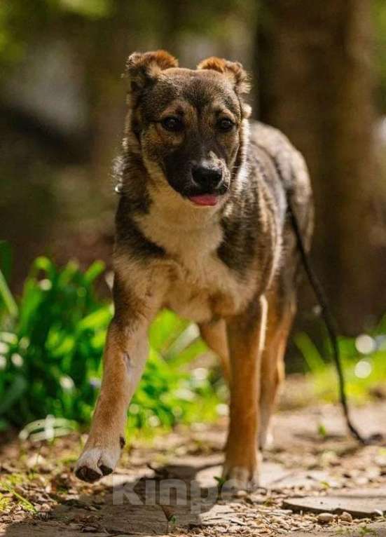 Собаки в Москве: Умница щенок Лапочка в добрые руки Девочка, Бесплатно - фото 7