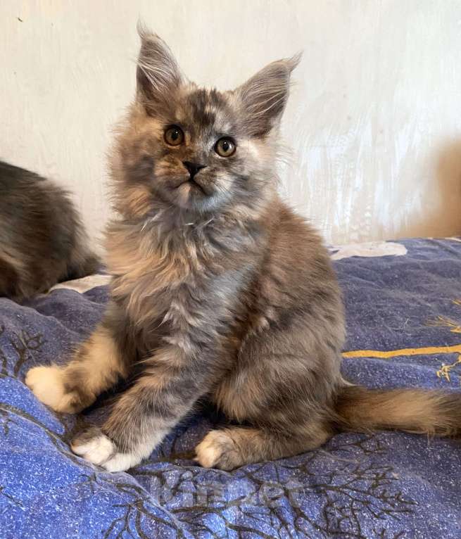 Кошки в Москве: Мейн-кун черепаховый дым Девочка, Бесплатно - фото 7