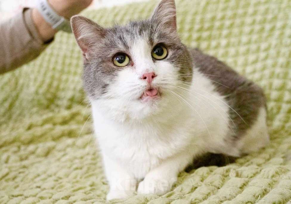 Кошки в Москве: Некрасивая кошка ищет дом и семью. В добрые руки Девочка, Бесплатно - фото 5