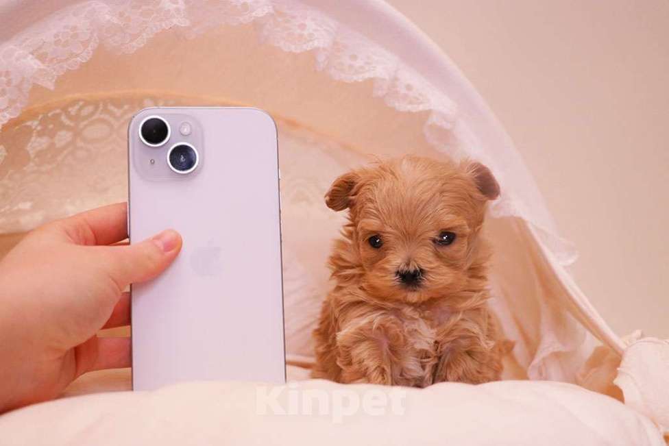 Собаки в Москве: Мальтипу микро девочка  Девочка, 250 000 руб. - фото 1