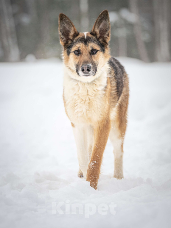 Собаки в Клине: Кокос — добрый и звонкий мальчишка в поисках самого лучшего хозяина Мальчик, Бесплатно - фото 7