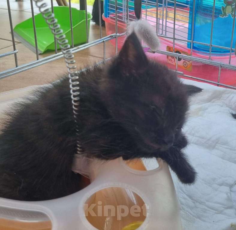 Кошки в Москве: Чудесные котята Тим и Том в добрые руки. Мальчик, Бесплатно - фото 2