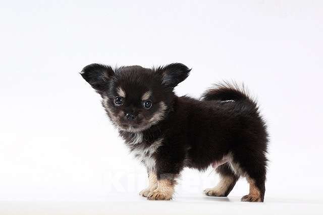 Собаки в Москве: Миниатюрный мальчик Мальчик, 42 000 руб. - фото 3