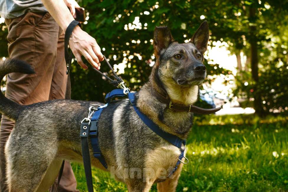 Собаки в Санкт-Петербурге: Мэй из приюта в добрые руки Девочка, Бесплатно - фото 10