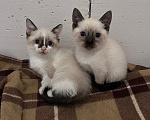 Кошки в Ростове-на-Дону: Котята девочки Девочка, 10 000 руб. - фото 1