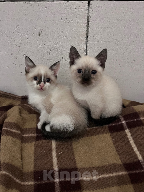 Кошки в Ростове-на-Дону: Котята девочки Девочка, 10 000 руб. - фото 1