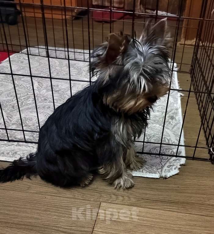 Собаки в Санкт-Петербурге: йорки очаровательные щенки Девочка, 40 000 руб. - фото 1