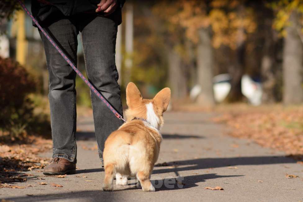 Собаки в Воронеже: Щенки Вельш Корги Пемброк Девочка, 75 000 руб. - фото 5