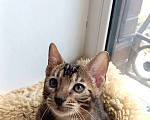 Кошки в Москве: Бенгальский мальчик Мальчик, 25 000 руб. - фото 2