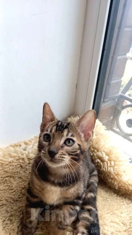 Кошки в Москве: Бенгальский мальчик Мальчик, 25 000 руб. - фото 2