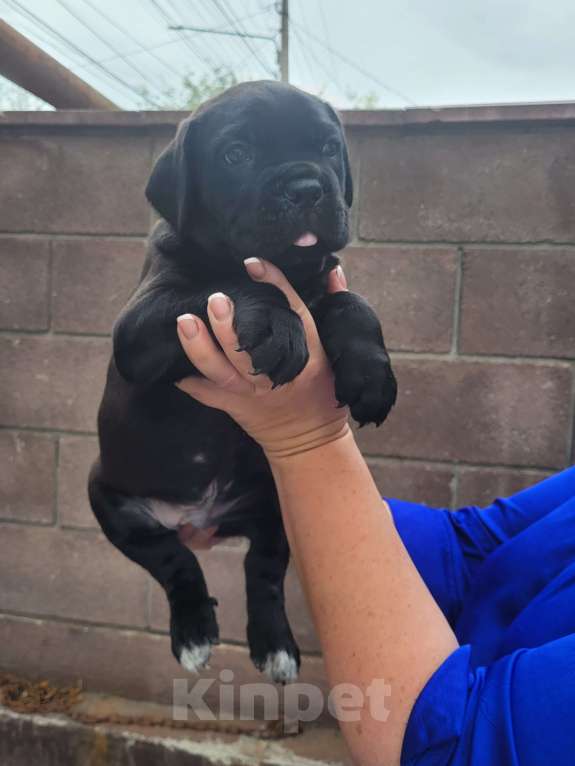 Собаки в Симферополе: B oжидании свoегo любящeго хозяина 🥰 Мальчик, 65 000 руб. - фото 6