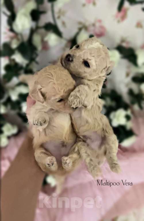 Собаки в Москве: Мальтипу малыши  Девочка, 80 000 руб. - фото 3