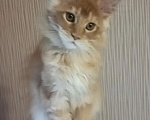 Кошки в Одинцово: Котёнок мейн-кун Девочка, 40 000 руб. - фото 7