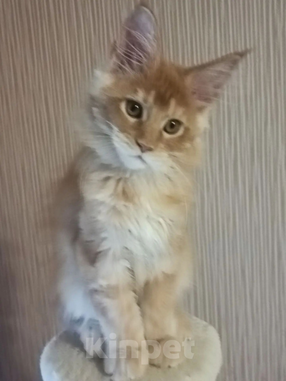 Кошки в Одинцово: Котёнок мейн-кун Девочка, 40 000 руб. - фото 7