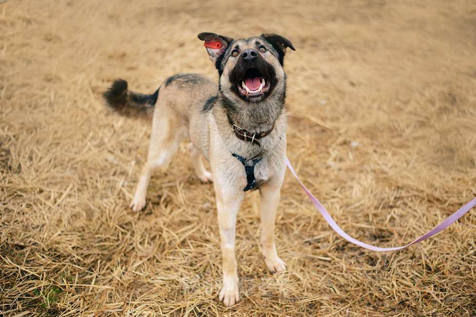 Собаки в Москве: Лукас Мальчик, Бесплатно - фото 2