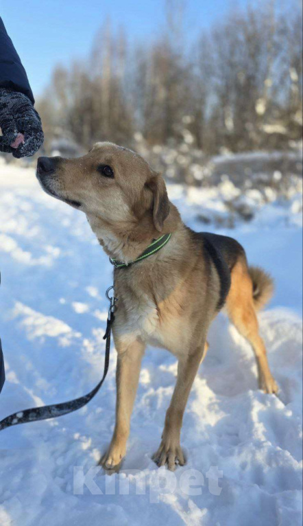 Собаки в Королеве: Нежная и доверчивая Лира. Девочка, Бесплатно - фото 6