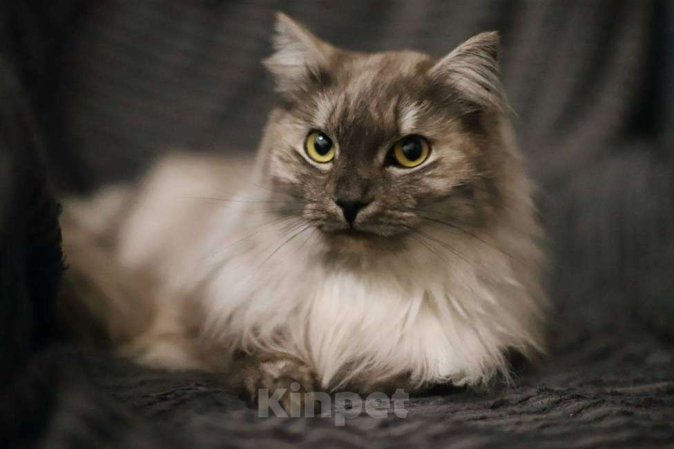 Кошки в Балашихе: Эш Мальчик, Бесплатно - фото 4