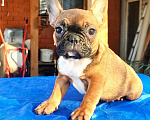 Собаки в Красноармейске: Щенки французкого бульдога Мальчик, 25 000 руб. - фото 4