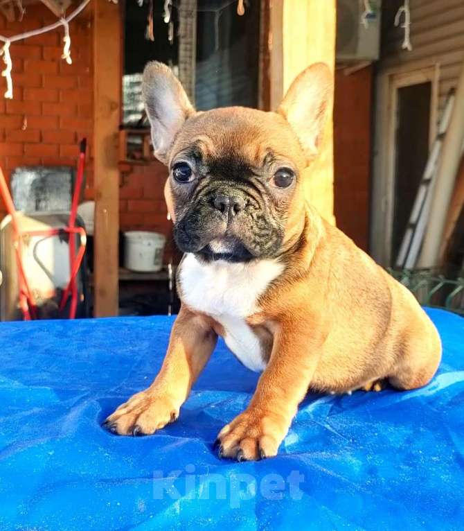 Собаки в Красноармейске: Щенки французкого бульдога Мальчик, 25 000 руб. - фото 4