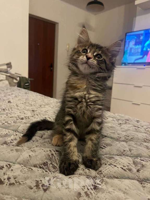 Кошки в Москве: Котята Мейн-Кун Девочка, 20 000 руб. - фото 2