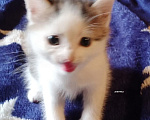 Кошки в Нижнем Тагиле: котенок в добрые руки Девочка, Бесплатно - фото 2
