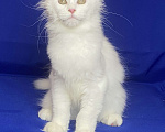 Кошки в Фокино: Котик мейн кун Мальчик, 40 000 руб. - фото 3