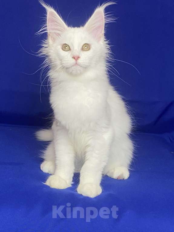Кошки в Фокино: Котик мейн кун Мальчик, 40 000 руб. - фото 3