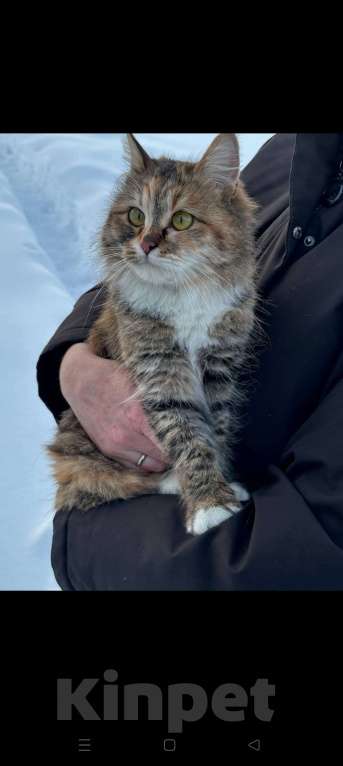 Кошки в других городах Московской области: Ласковая кошечка в добрые руки Девочка, Бесплатно - фото 2