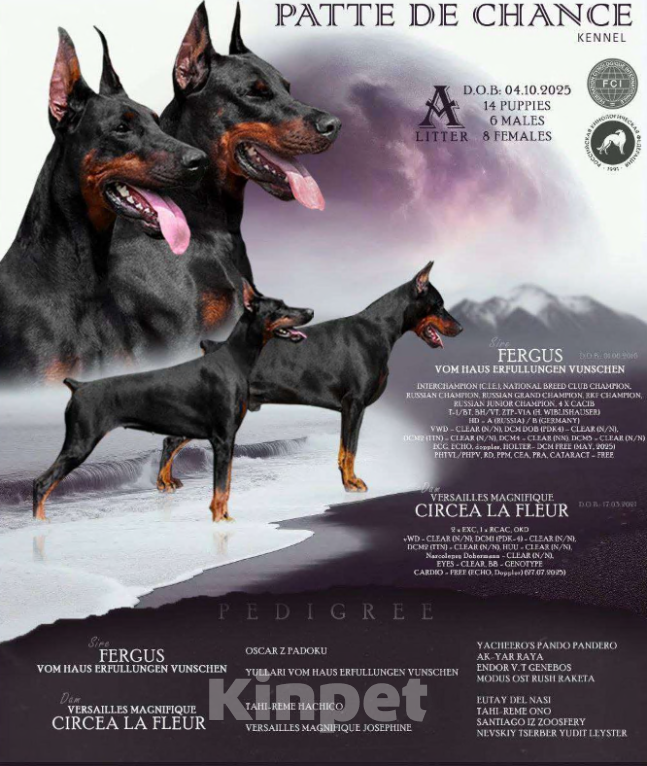 Собаки в Санкт-Петербурге: Щенок добермана Атенаис Девочка, 80 000 руб. - фото 6