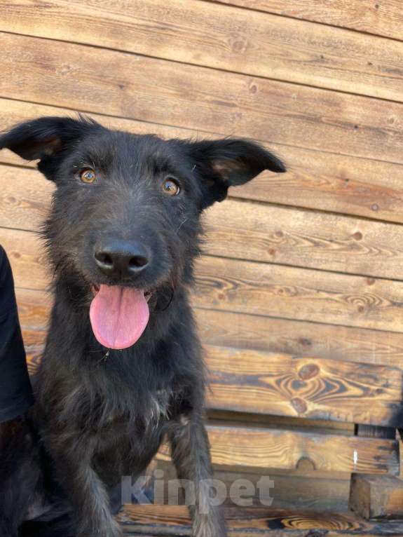 Собаки в Владимире: Собака бесплатно Девочка, Бесплатно - фото 8