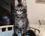 Кошки в Москве: Котенок мейн-кун  Мальчик, 30 000 руб. - фото 3