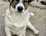 Собаки в Москве: Щенки коротколапики в дар, Бесплатно - фото 10